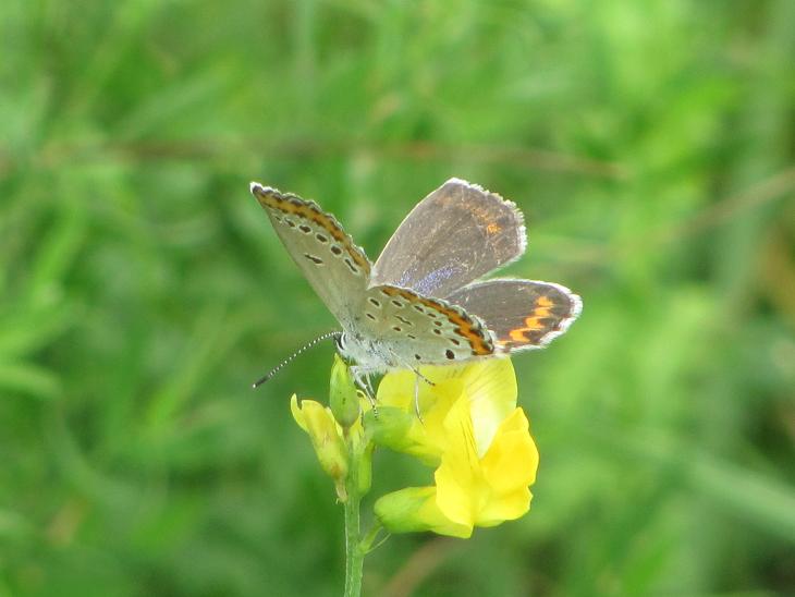 Quale Plebejus? - Plebejus argyrognomon